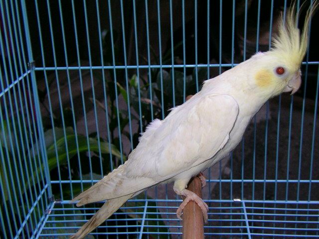 PF Lutino/Cinnamon Hen