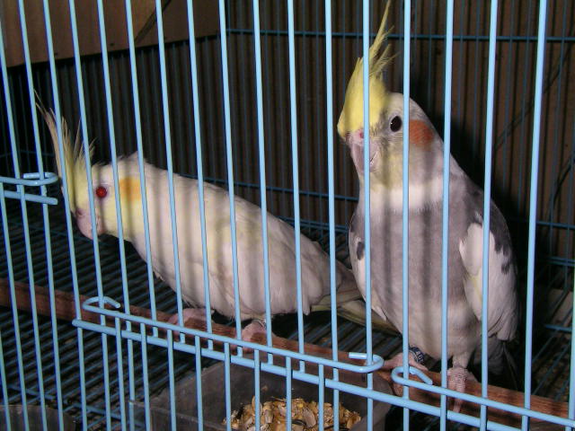 DYC Fallow Pearl-Pied Hen