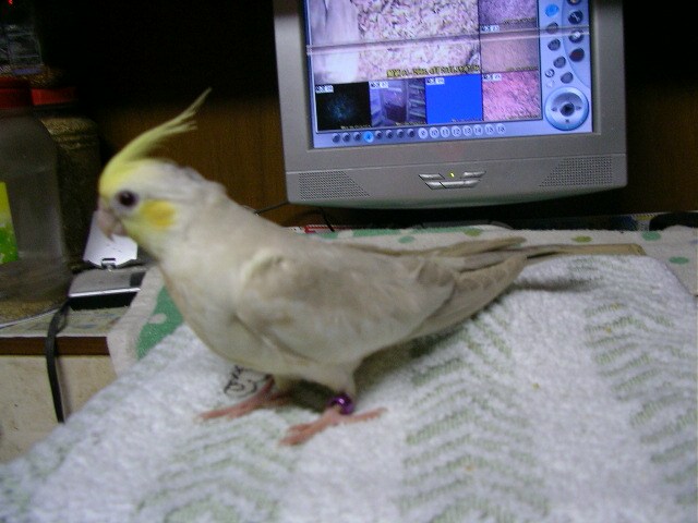 PF華勒玄鳳