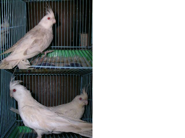 白臉華勒玄鳳之美