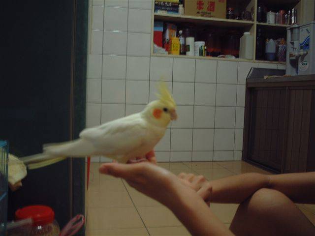 懷孕的小B~!