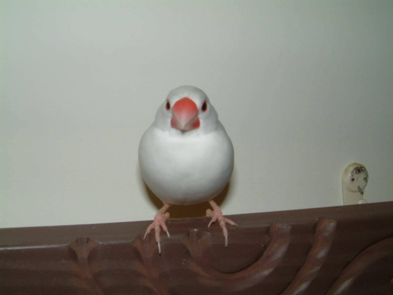 圓滾滾