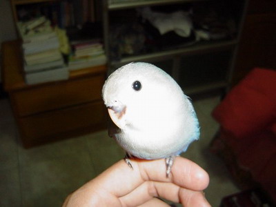 大頭鳥