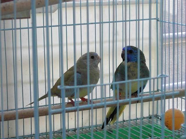rans