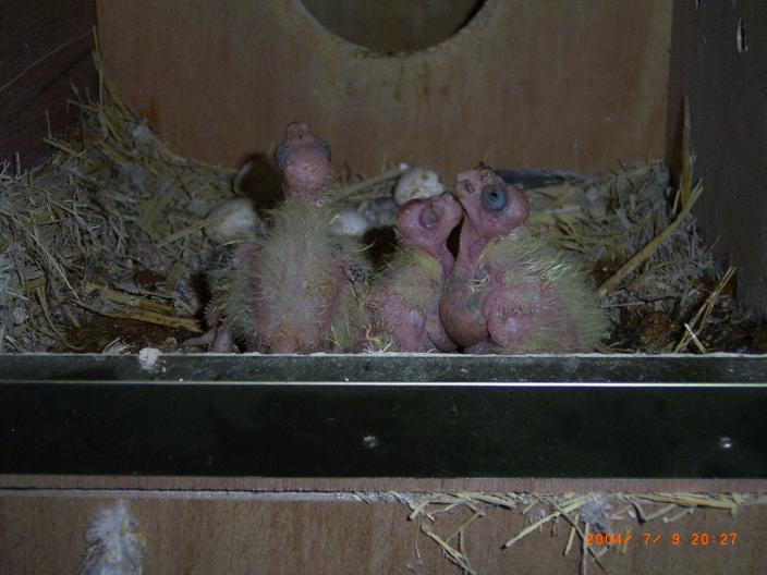 派落幼鳥