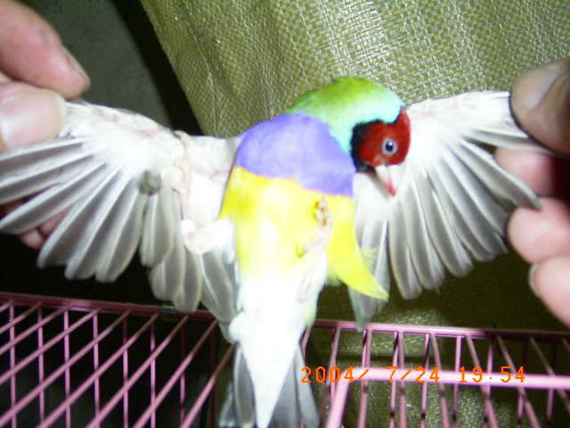 2004最新版耶穌