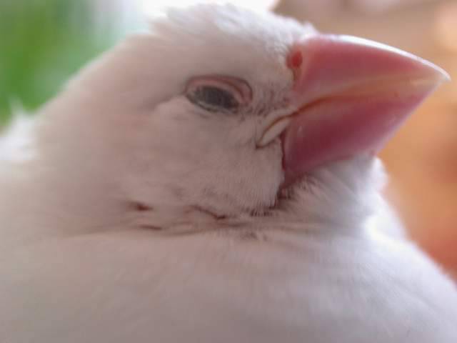 resan