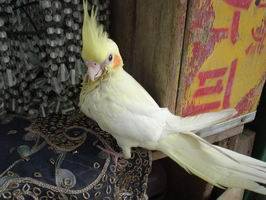 請叫我女王
