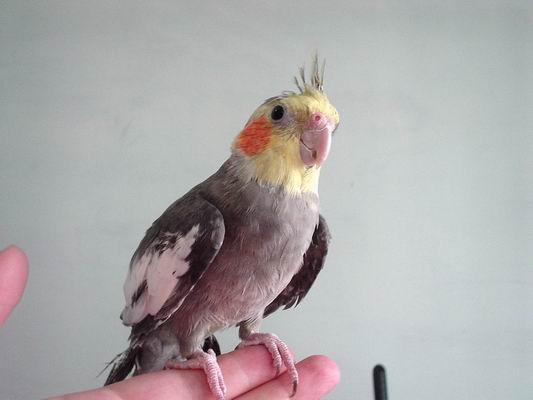 醜鳥~寶啾