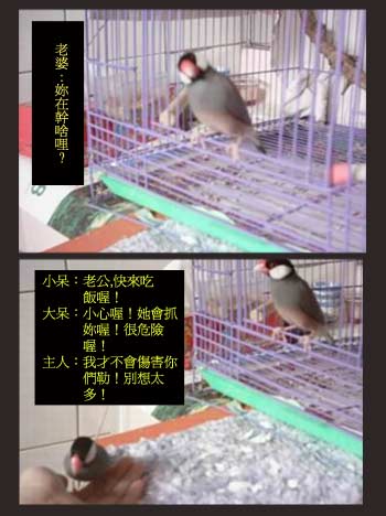 rjbird