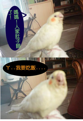 丸子:媽媽~我要吃飯飯!!!!