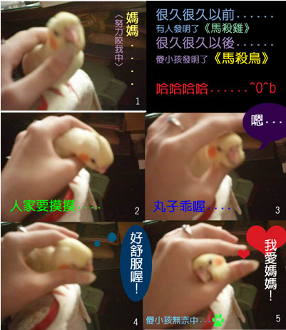 哇哈哈哈~~馬殺"鳥"