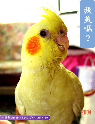 哈哈~火雞臉!!^w^