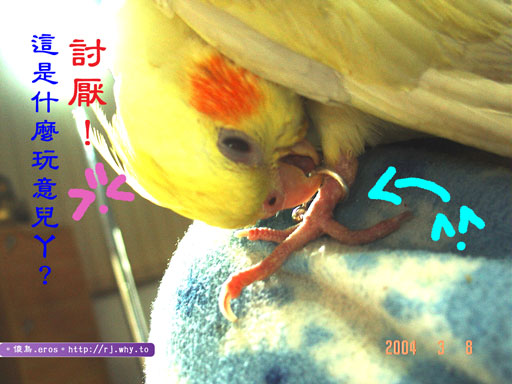 丸子的新腳環
