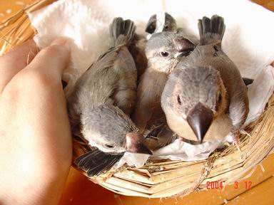 黑文中鳥~小寶寶們