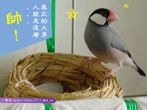 黑文大公鳥~~帥!!
