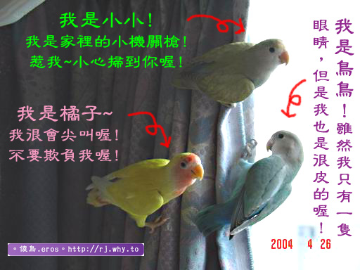 殺手小鸚三劍客