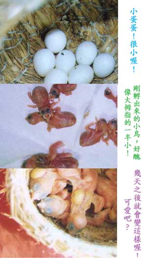 小小黑文長大囉!!