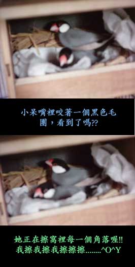 鳥會掃窩耶!!