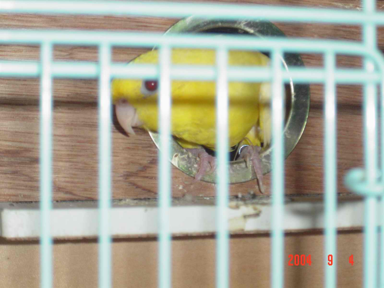 黃化橫斑