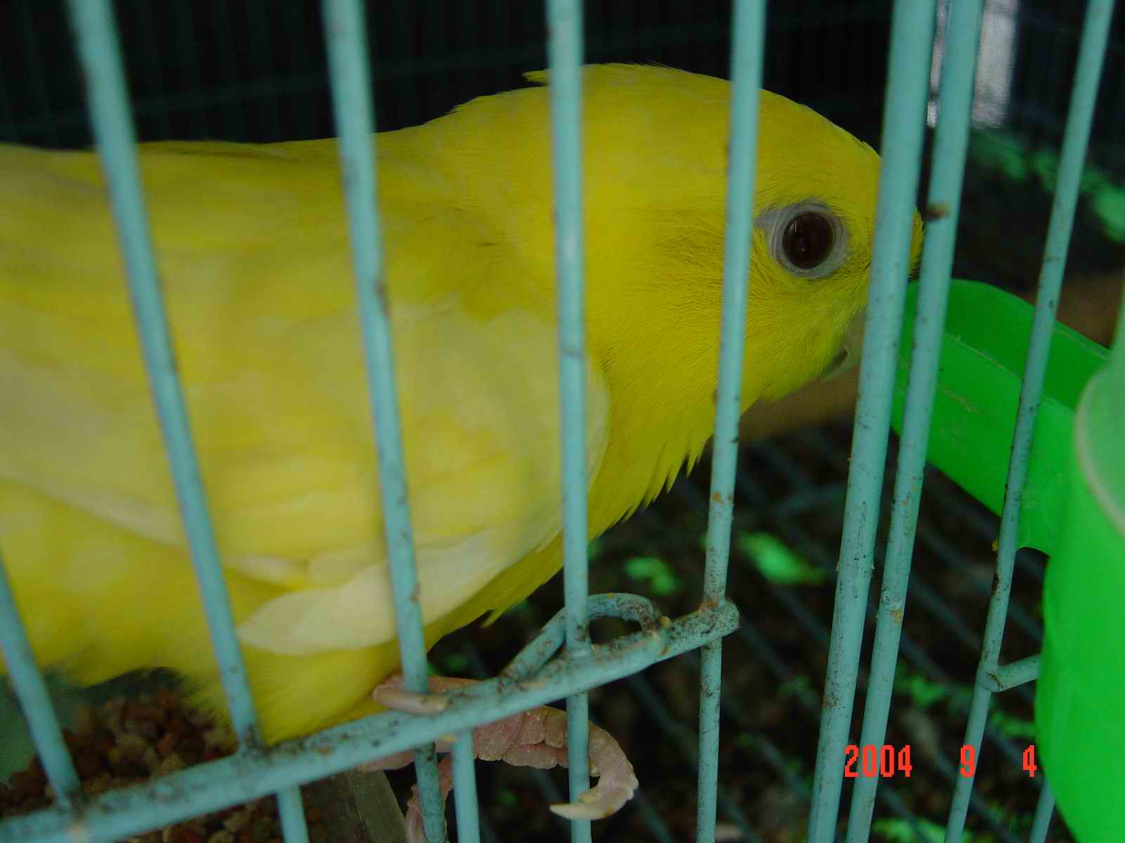 黃化橫斑