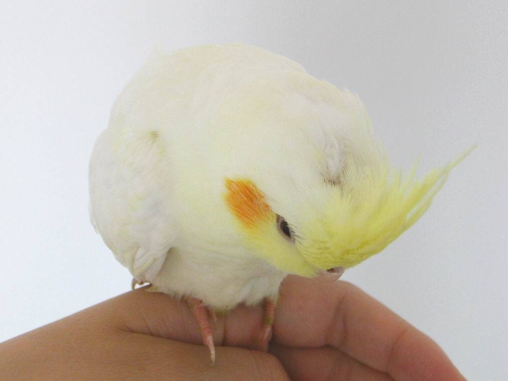 爲什麽黃化玄鳳都是禿頭的？