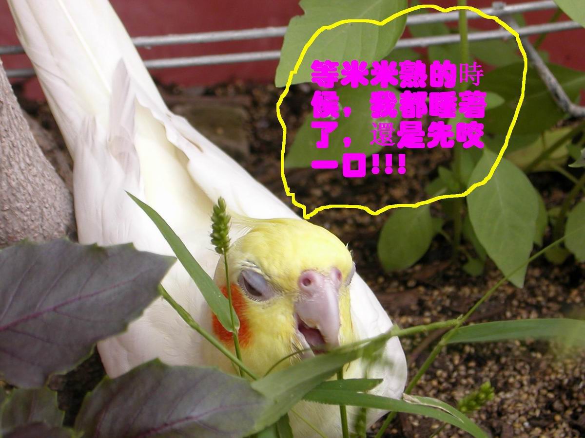 收穫季節