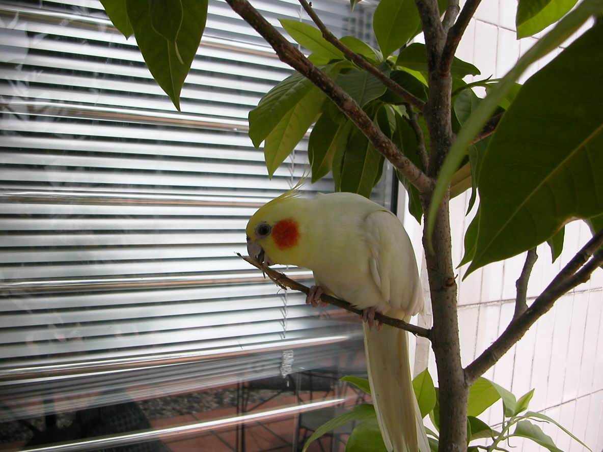 偷咬成功