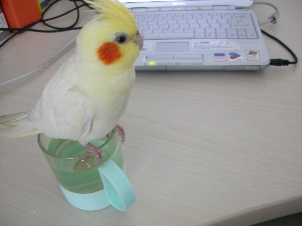 便便等待中。。。