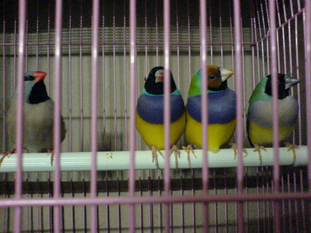 胡錦鳥＆錦靜鳥