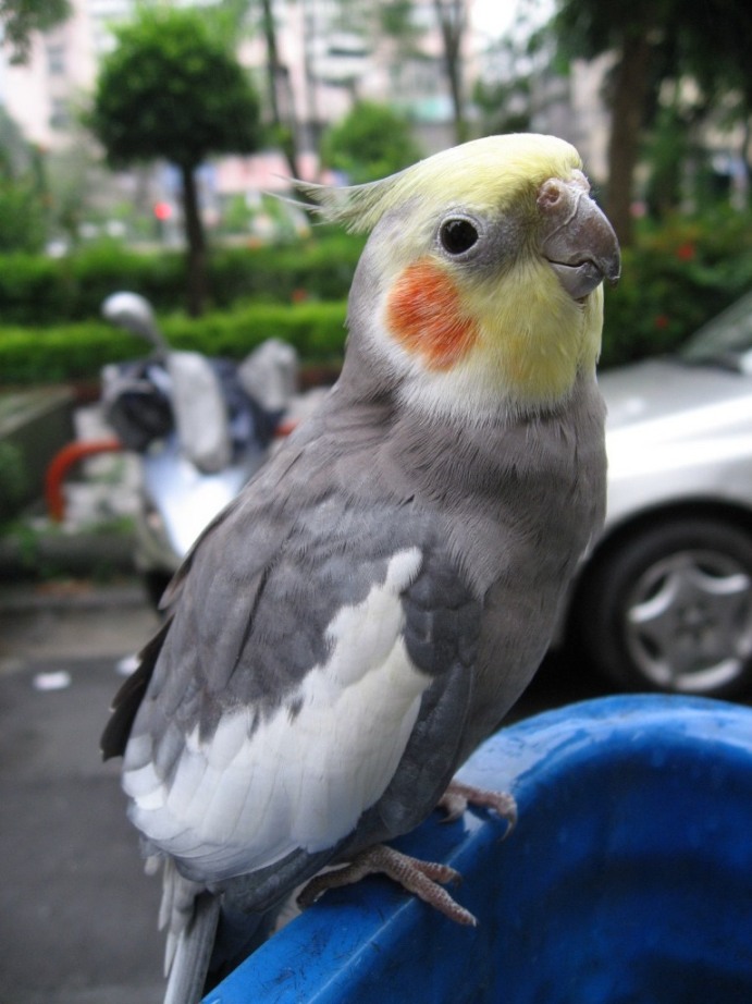 玄鳳(公)