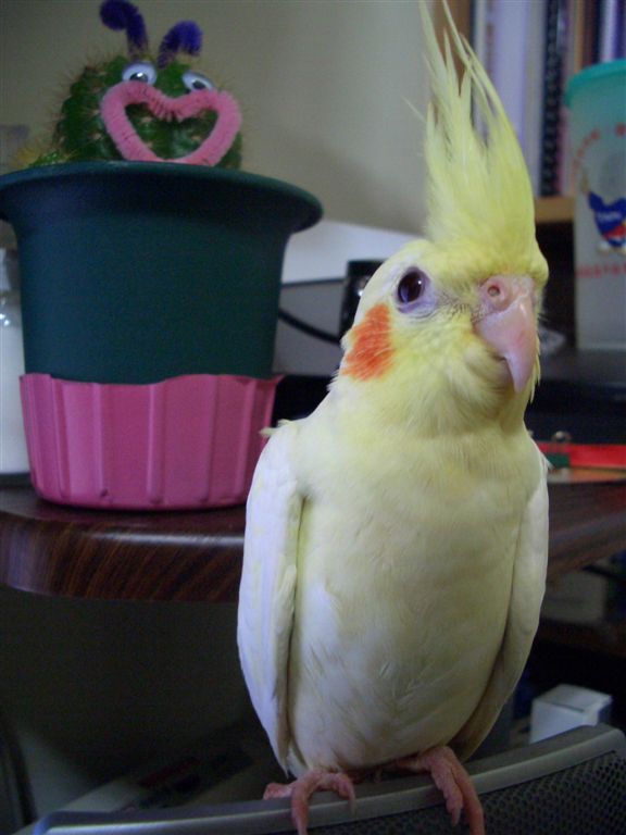 玄鳳(母)
