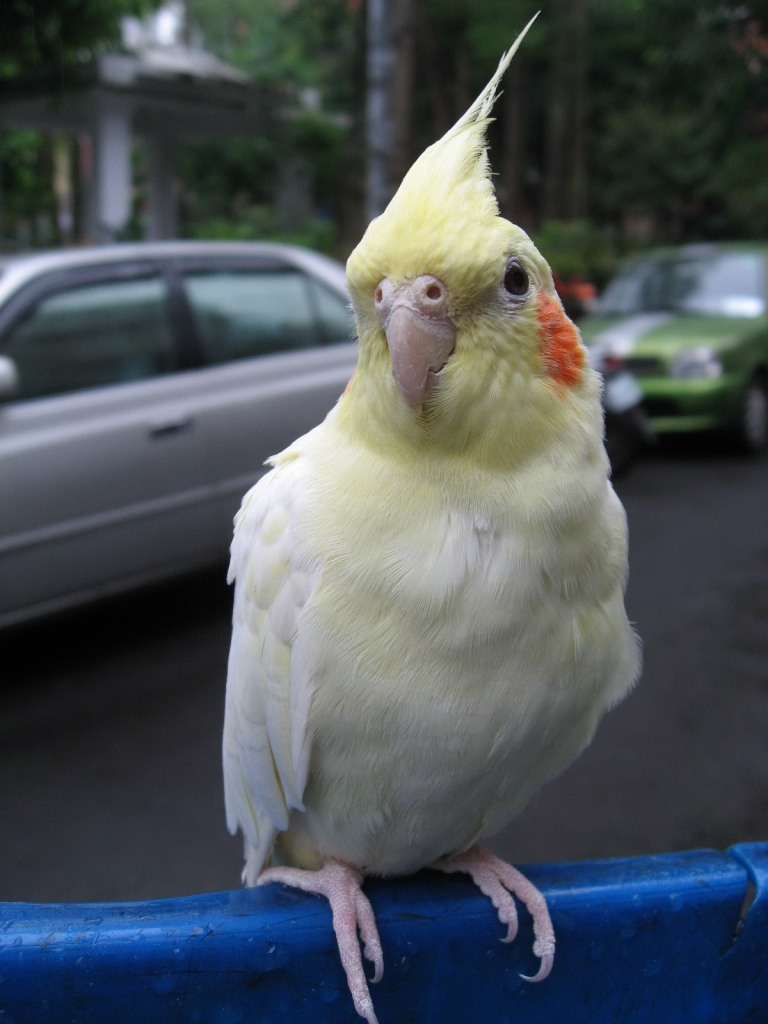 玄鳳(母)