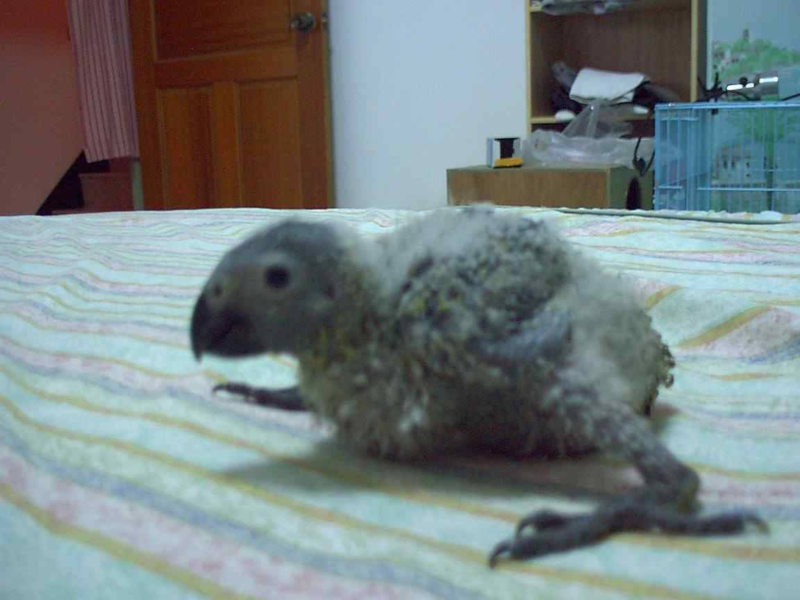 灰鸚37天