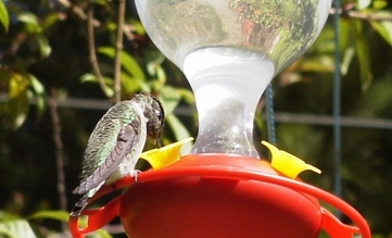 養蜂鳥,Qoo
