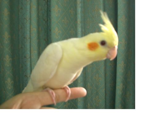 sandrola