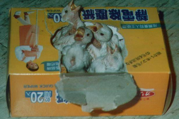 餵我!餵我!