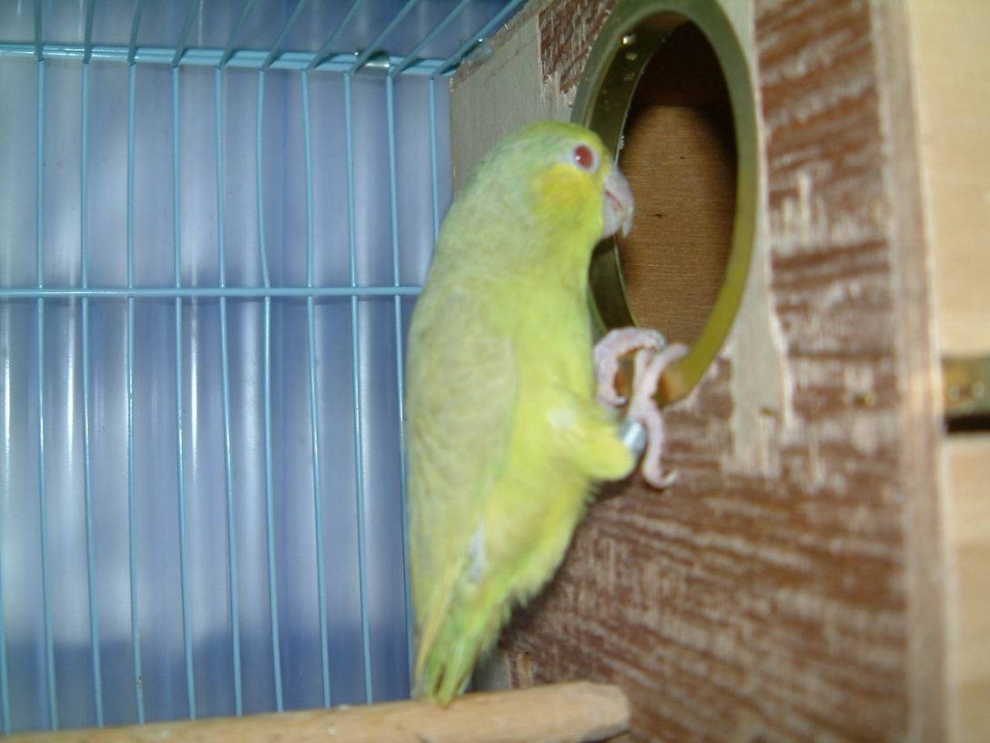 fallow太平洋