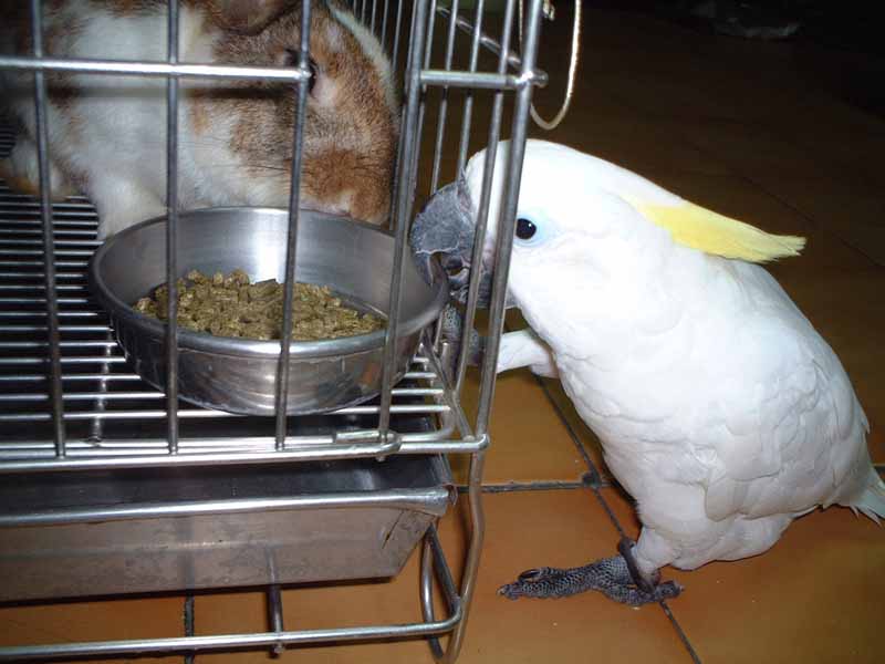 仔仔跟兔仔搶飼料