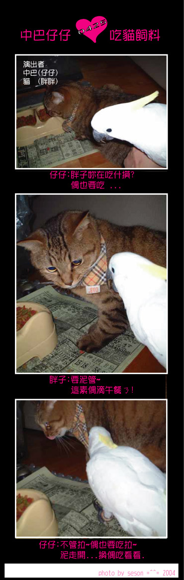 仔仔(中巴)愛吃貓飼料
