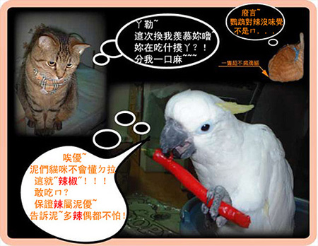 中巴吃辣椒