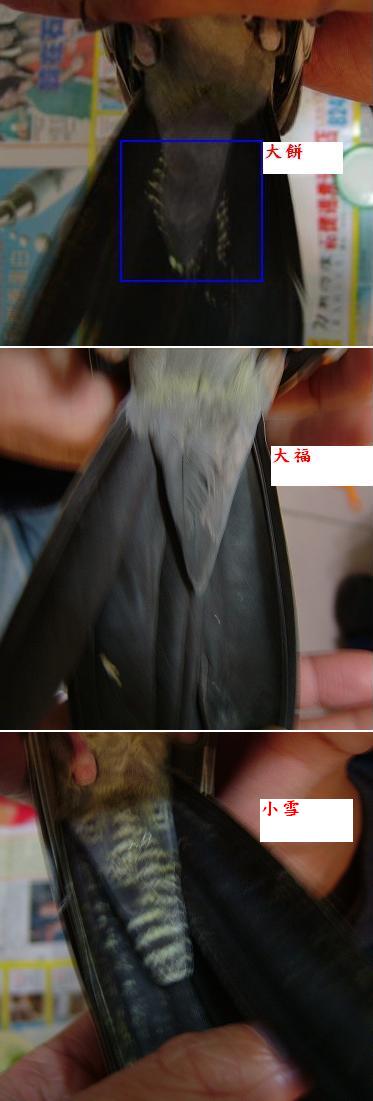 大餅大福小雪