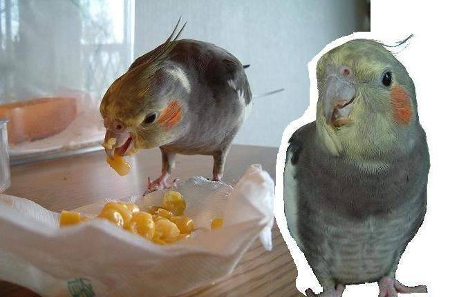 鳥食聖品