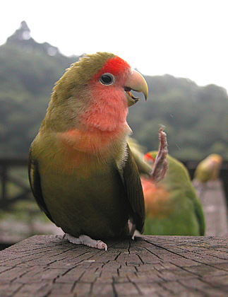 走秀～