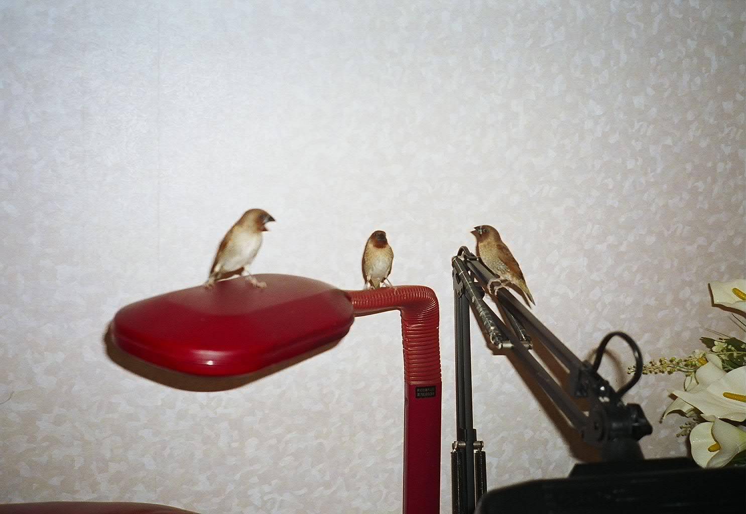 斑文鳥團體照