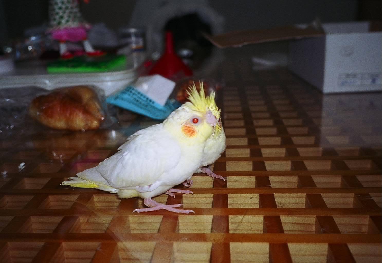 懷念