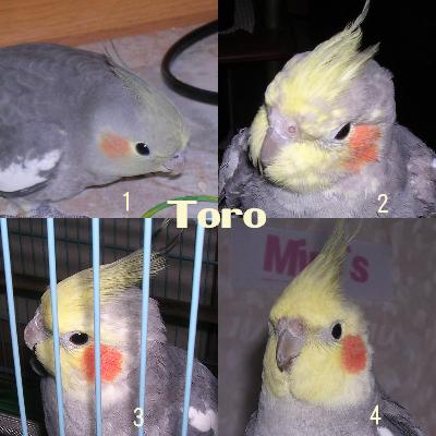 toro的成長歷程