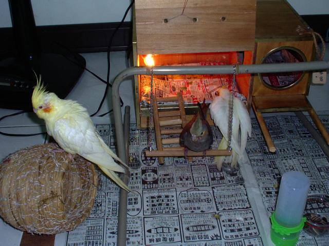 這是我的家 ~搖ㄚ搖~
