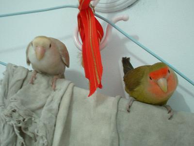 miluku & 餅乾