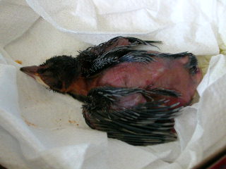 不知名的鳥